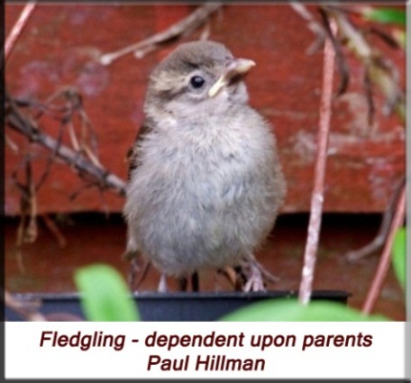 Paul Hillman - House Sparrow - fledgling dependent upon parents